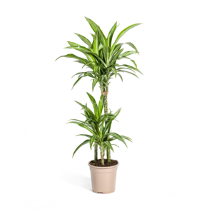 b4a508c975da43f5b006f1a9f1c49254156eba3998cb4170882ffbdd0cb9c447.png Dracaena Deremensis Weißer Streifen