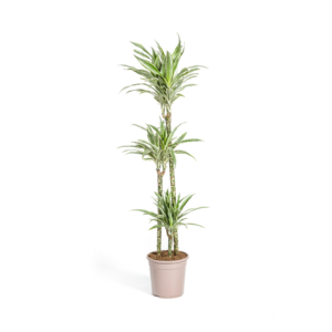 cf3ba3ac82e04b428fe7dbe9f82287a6d86358eb26ea49e1858d4b89ba241121.png Dracaena Deremensis Weißer Streifen