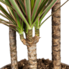 0d3db3da3aae4667844a520b887151bc487585ee810f4f0ea3b8839cab706ac3.png Dracaena Marginata Bicolor
