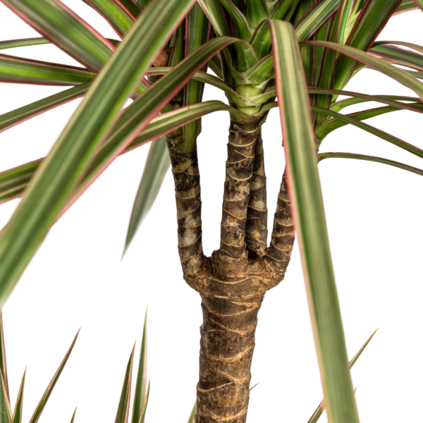 23f039da8bcf4b7bb9e01821af7ca656e5a43b26345245749c1bccb7deb01848.png Dracaena Marginata Bicolor