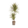 757e1c8feced40ba8a9b37965767e80b01a028e23f4d4ca7816279f6d7f45a8d.png Dracaena Marginata Bicolor
