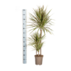 8e02bfb2d90644aeacdeb3e78f9d758680f234126aee4b45a90ca1ff33c323a3.png Dracaena Marginata Bicolor