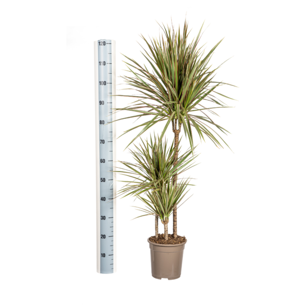 8e02bfb2d90644aeacdeb3e78f9d758680f234126aee4b45a90ca1ff33c323a3.png Dracaena Marginata Bicolor