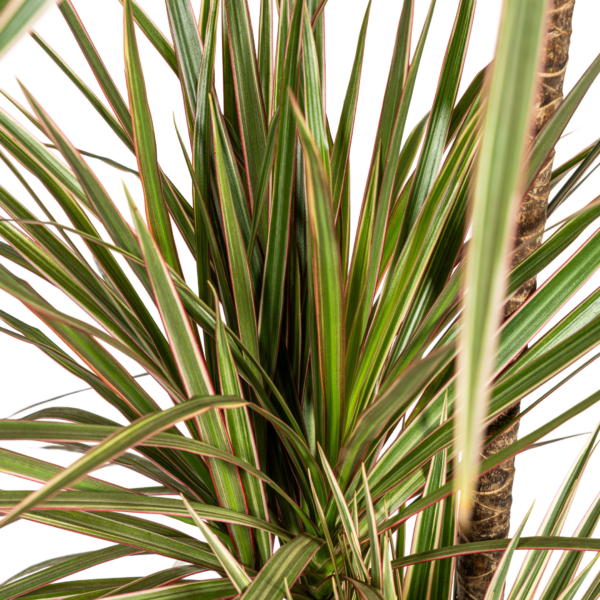 a2b95600810046df9349c4f041aa534fe540f1ae1d5449648d3d853c828524be.png Dracaena Marginata Bicolor