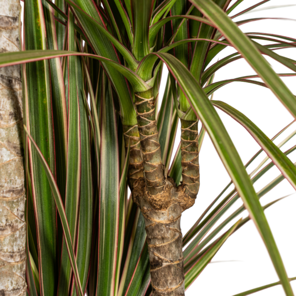 a4ece96e9de14e72ac6506ad41b8f089ba4b74d2e8644499aff9b297caab1d6d.png Dracaena Marginata Bicolor