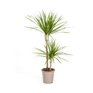 1c5fe3d36e494b8497b1e9593dfc1877e77be0e2224e47d8a931c0642dc5df79.png Dracaena Marginata Grün