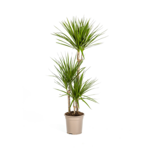 4fb95cadc77649fc8f14f3d594606fa9f29dcf2e46b14a2996440db0541f6c1c.png Dracaena Marginata Grün