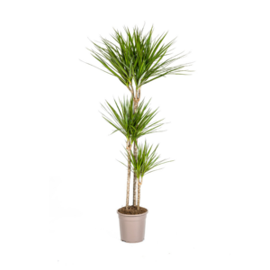 29ac6d28378b4fbe91e159d9b88dbbe13ddc3ece8f264ae4a663c844674704e6.png Dracaena Marginata Grün