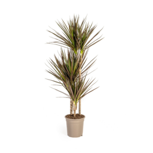 212aea582ec5482db51e6056487e2b03ef902a9962e84ff0b38a91be0c7aa327.png Dracaena Marginata Magenta
