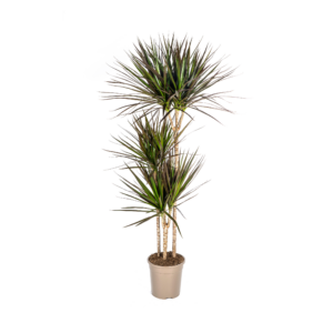 24137d1bdfee4042a03bac463681ca35912f6595d7314c1e9ffd468f44ca89a3.png Dracaena Marginata Magenta