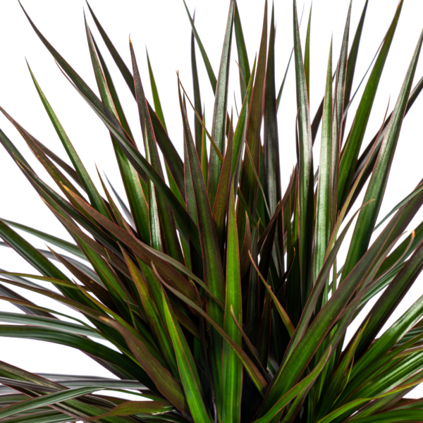 678694ee155948b8ab1e8f6100a32945e39d4159ae894ecf8bda5c923a14fe7f.png Dracaena Marginata Magenta