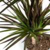 8e2c134a2aaf4e21931f38b2496a7fa72b2c8d04b3984201a852685355359335.png Dracaena Marginata Magenta