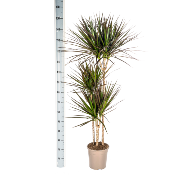 925265102174440a962394293cc09c0c8fba8f34170d44a3aa0a5e2a9dd86b03.png Dracaena Marginata Magenta