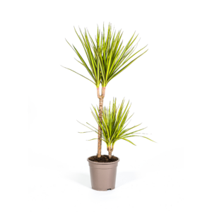 5173c4d38ae845389db2b8036ab252425943dc5693a44a449c8e903e2b499b5a.png Dracaena Marginata Sonnenröschen
