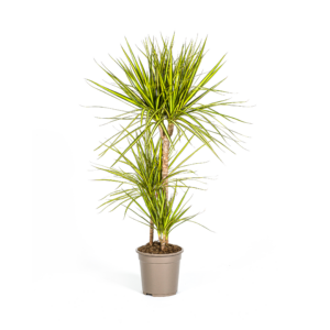 4e9610ea1e8d4fadbf8c6b77a6247df5f7b5f15b47b64b289feb223c3fc924c7.png Dracaena Marginata Sonnenröschen