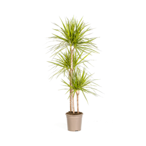 69528253eb8f4968923f27ebc74936ed4e643177cdd443819bfb6e6c48bb1db5.png Dracaena Marginata Sonnenröschen