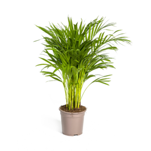 da5fe1385694468093049dc78856b8e67226312e49784ff58f46906dfc6eb39e.png Dypsis Lutescens - Arecapalme - Goldpalme
