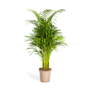 abb07b9ac3e54f6aa7586ce4b07170599397241cd6f6432f868c9205bc886589.png Dypsis Areca Lutescens