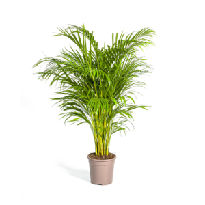 161286bc58d547b792a049fd56a8552bb341999174f84bc08900973ac9722a05.png Dypsis lutescens - Arecapalme - Goldpalme