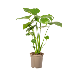 176503b7d8f148e1a287957c147195748a4275ef2c7d4b78b4d58ed1d084a28a.png Monstera Deliciosa Tauerii