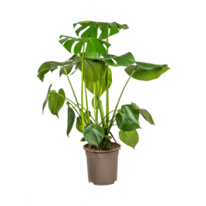 7ff91a48d8cd4ae591b84a872769d1f860ec3cfe22b14b07a3055bd45d409163.png Monstera Deliciosa Tauerii