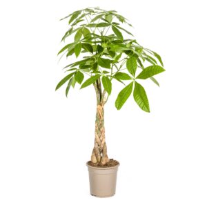 31fbc1dd6ed7497686502f2bf4f42bd05e128a2f8a254eb6bd13c66a3913755f.jpg Pachira Aquatica