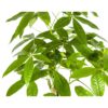 Pachira Aquatica