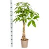 Pachira Aquatica