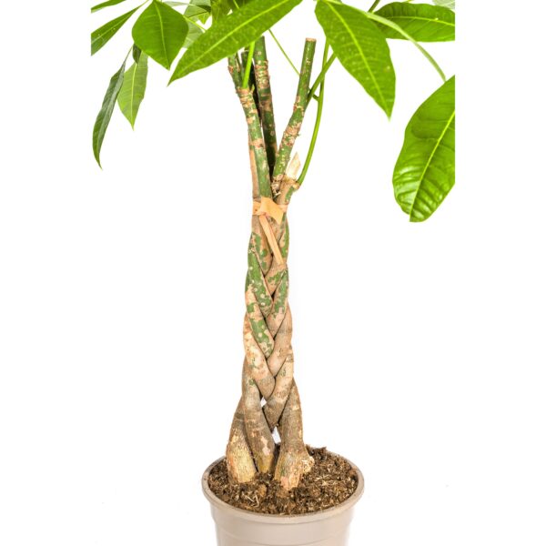 Pachira Aquatica