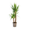 58ff4509dffe4f979837d2adb140d3ba3e6da6e98bfa4246b813a28e3ec7661e.png Yucca Elephantipes