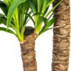826dda4a00714dba80c72246a054fc9f4574892996b443b29b01f637ff222b75.png Yucca Elephantipes