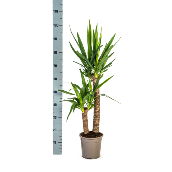 dd16e99287b745789c98628340731a27c1b23a7c281e4c8b8c7d69a57de9ee88.png Yucca Elephantipes