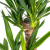 f285058bee4f42b9b9b132f787f4c0754ff45732a92b4bde85fc08786e55799b.png Yucca Elephantipes