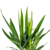 f45a10f6db244291bdd16d00248cf620a0c41e1ddd7f41f3bf95c140678571a0.png Yucca Elephantipes