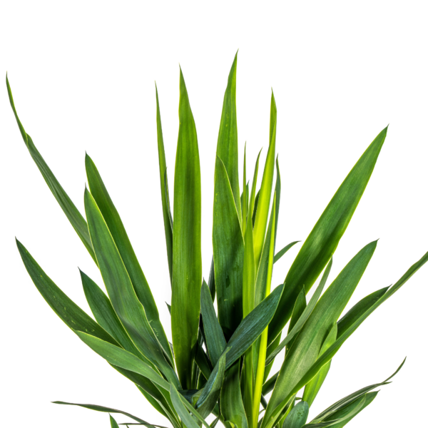 f45a10f6db244291bdd16d00248cf620a0c41e1ddd7f41f3bf95c140678571a0.png Yucca Elephantipes