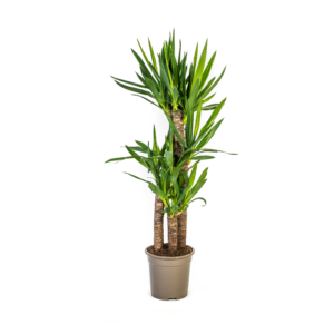 e5bc5f8d8d74468391fd60f9af3c2e1a0dbda589ee394607af23c7370a881077.png Yucca Elephantipes