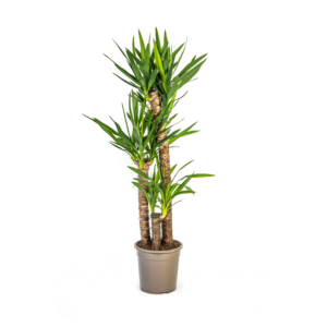 6bc4e359a5c24193993e51c1ab9e09703cf1c1e79cfd42728eee9bdd238b4fe5.png Yucca Elephantipes