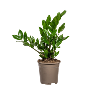 4443f26ce6314683af821d614d39134053cc70c554704c0dbefb6dd67c68c06a.png Zamioculcas Zamiifolia
