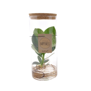 b3d242c1d3e64b0fbbe587f397570bcf4c688e8ee662429381d421df8e6477f1.png Clusia In Tube Glas Medium