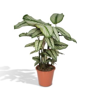 1289e28be9ef487bb2b53730d66f4927e72c8d663d40432a838a66b14ff404ee.jpg Calathea Whitestar - Pfauenstrauch