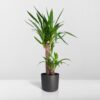 2682735b333048d7bc27fcd136c0d2e10130ea2658e6415b94c6ea8d68fbe23f.jpg Yucca Elephantipes - Palmlilie