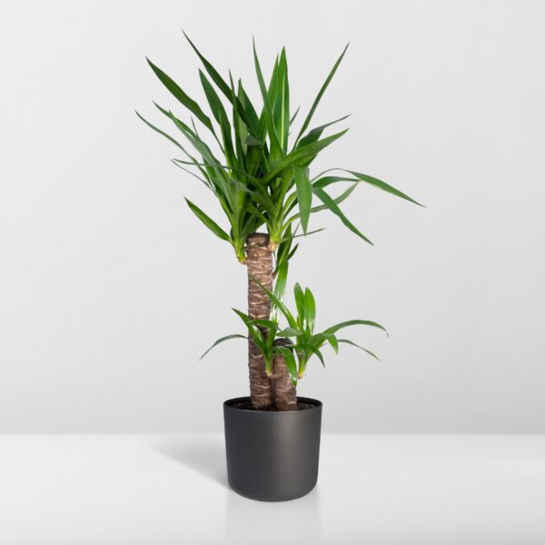 2682735b333048d7bc27fcd136c0d2e10130ea2658e6415b94c6ea8d68fbe23f.jpg Yucca Elephantipes - Palmlilie