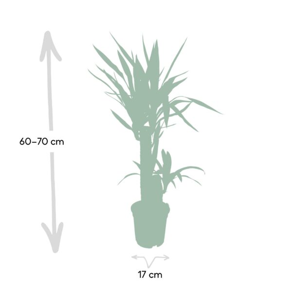 a46f4c5f66c34097b2bce30c89cddcfc13537ba11d984c2e8f017108fd6c6071.jpg Yucca Elephantipes - Palmlilie