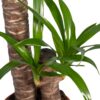 c194d9a0416b479c841f1c6352d12d75cc8853d72f584add844c74cc1c0f5637.jpg Yucca Elephantipes - Palmlilie