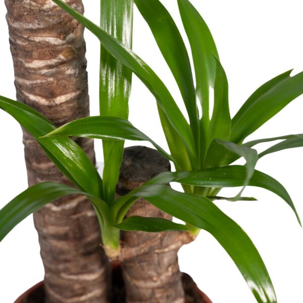 c194d9a0416b479c841f1c6352d12d75cc8853d72f584add844c74cc1c0f5637.jpg Yucca Elephantipes - Palmlilie