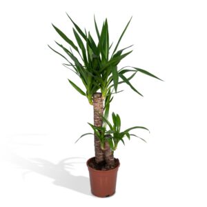 f7edce6d35374dceb64eed4f4272de51a3f5157fb42e4ad29c43ea5b92baa591.jpg Yucca Elephantipes - Palmlilie