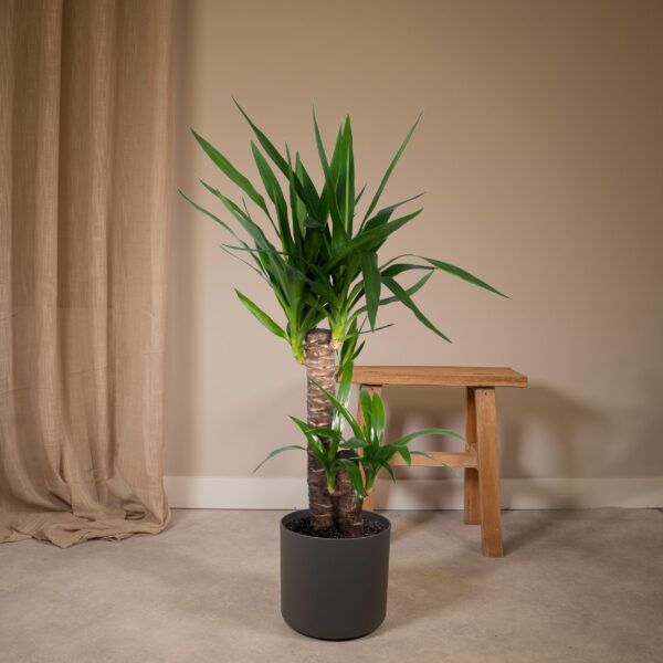 fddf28b5863246e38b4626a43eb81ae2d942d8ade947459e93b78aec322c2603.jpg Yucca Elephantipes - Palmlilie