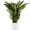 Spathiphyllum Sweet Sebastiano im Topf Brüssel weiß