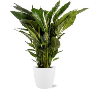 Spathiphyllum Sweet Sebastiano im Topf Brüssel weiß