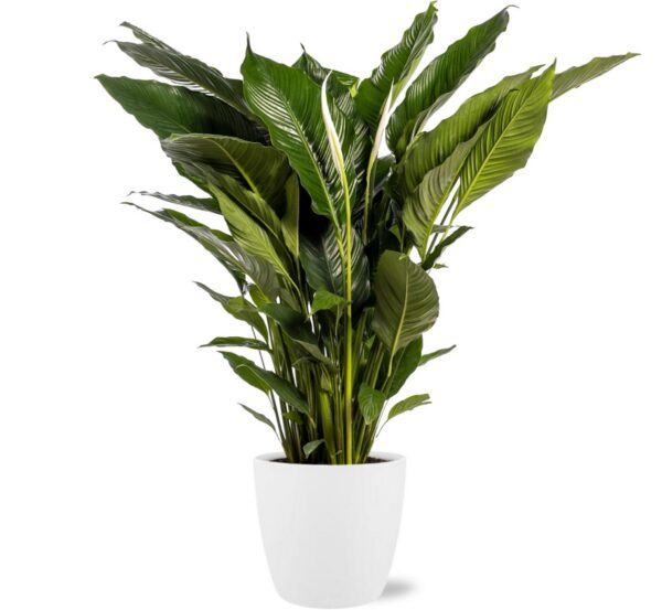 Spathiphyllum Sweet Sebastiano im Topf Brüssel weiß